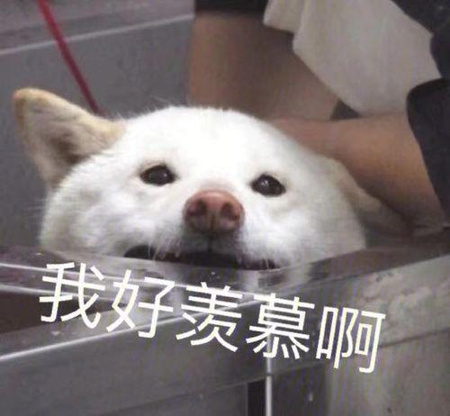 搞笑沙雕吃瓜娱乐图片,搞笑图片带你笑出腹肌